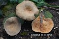 Lactarius pterosporus-amf1126